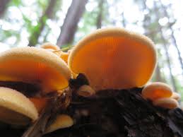 Attēlu rezultāti vaicājumam “Phyllotopsis nidulans”