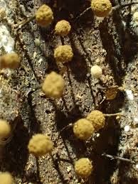 Attēlu rezultāti vaicājumam “Cribraria rubiginosa spores”