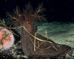 Image result for Cucumaria frondosa