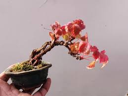 Image result for parthenocissus bonsai