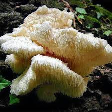 Attēlu rezultāti vaicājumam “Hericium cirrhatum”