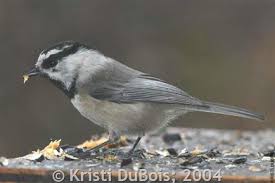 Image result for Poecile montana