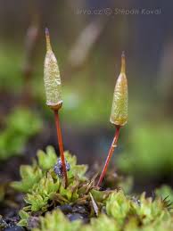 Attēlu rezultāti vaicājumam “Encalypta”