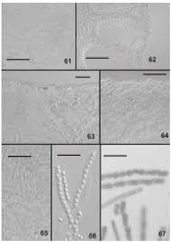 Attēlu rezultāti vaicājumam “Podostroma leucopus”