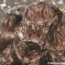 Attēlu rezultāti vaicājumam “Barbastella barbastellus”