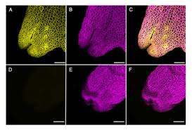 Attēlu rezultāti vaicājumam “Riccia rhenana”