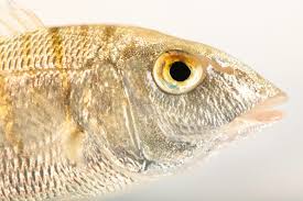 Image result for Lithognathus mormyrus