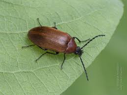 Attēlu rezultāti vaicājumam “Pseudocistela ceramboides”