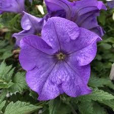 Image result for Petunia hybrida