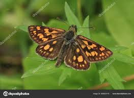 Attēlu rezultāti vaicājumam “Carterocephalus palaemon underside”