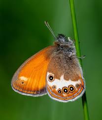 Attēlu rezultāti vaicājumam “Coenonympha arcania”