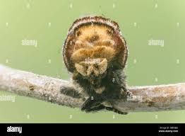 Attēlu rezultāti vaicājumam “Phalera bucephala imago”