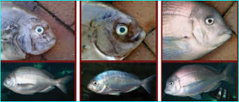 Image result for Pachymetopon grande