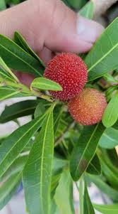 Attēlu rezultāti vaicājumam “Festuca rubra subsp. rubra fruit”