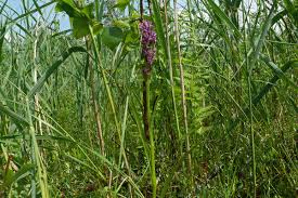 Attēlu rezultāti vaicājumam “Dactylorhiza traunsteineri”
