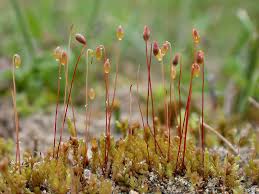 Attēlu rezultāti vaicājumam “Bryum funkii macro”