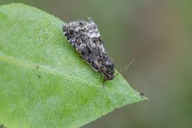 Attēlu rezultāti vaicājumam “Protodeltote pygarga”