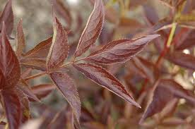 Attēlu rezultāti vaicājumam “Sambucus nigra leaf”