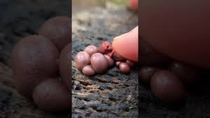 Attēlu rezultāti vaicājumam “Lycogala cf. oleocrystalliferum young”