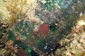 Attēlu rezultāti vaicājumam “Hildenbrandia rivularis”