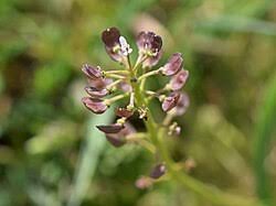 Attēlu rezultāti vaicājumam “Teesdalia nudicaulis”