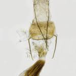 Attēlu rezultāti vaicājumam “Charissa ambiguata”