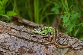 Attēlu rezultāti vaicājumam “Lacerta agilis male”