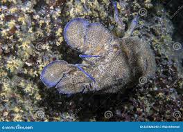 Image result for Scyllarides latus