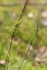 Attēlu rezultāti vaicājumam “Carex globularis”