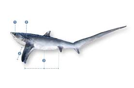 Image result for Alopias superciliosus