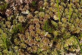 Attēlu rezultāti vaicājumam “Sphagnum fallax sporophyte”