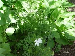 Attēlu rezultāti vaicājumam “Malva moschata alba leaf”