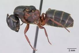 Attēlu rezultāti vaicājumam “Camponotus herculeanus”