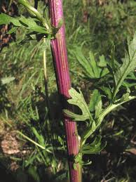 Attēlu rezultāti vaicājumam “Jacobaea vulgaris leaf”