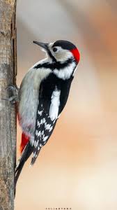 Attēlu rezultāti vaicājumam “Dendrocopos major juvenile”