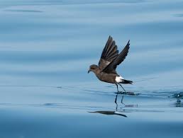 Image result for Oceanites oceanicus