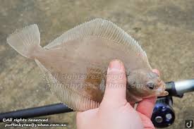 Image result for Limanda limanda