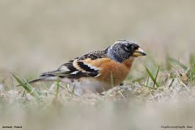 Attēlu rezultāti vaicājumam “Fringilla montifringilla male”