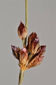 Attēlu rezultāti vaicājumam “Juncus alpinoarticulatus”