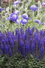 Attēlu rezultāti vaicājumam “Salvia nemorosa flower”