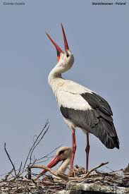 Attēlu rezultāti vaicājumam “Ciconia ciconia”