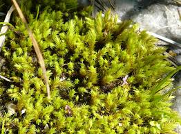 Attēlu rezultāti vaicājumam “Philonotis marchica”