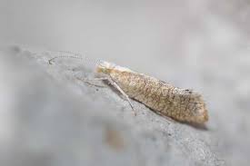 Attēlu rezultāti vaicājumam “Ypsolophidae”