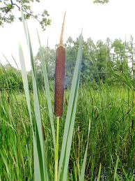 Attēlu rezultāti vaicājumam “Typha angustifolia  fruit”