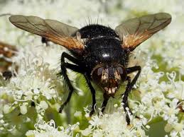 Attēlu rezultāti vaicājumam “Tachinidae”