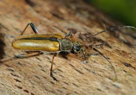 Attēlu rezultāti vaicājumam “Cortodera femorata”