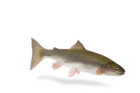 Image result for Oncorhynchus mykiss