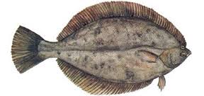 Image result for Pseudopleuronectes americanus
