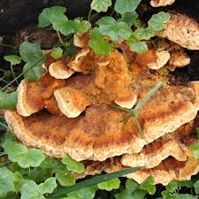 Attēlu rezultāti vaicājumam “Rigidoporus crocatus”