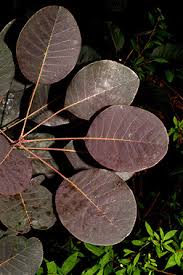 Attēlu rezultāti vaicājumam “Cotinus coggygria leaf”